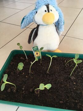 Papanini pflanzt eine Sonnenblume